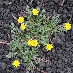 Etna Senecio