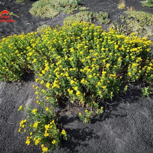 Etna Tanaceto