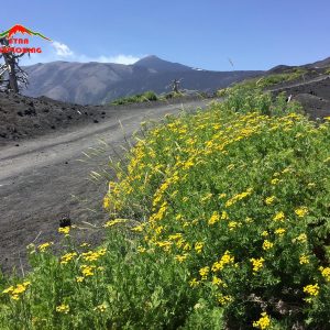 Etna Tanaceto