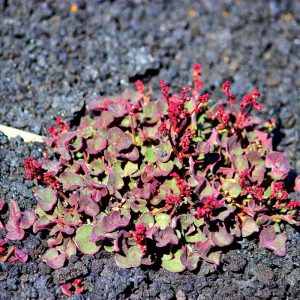 Etna Rumex Aetnensis