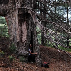 Etna Esemplare Secolare Di Pino Laricio